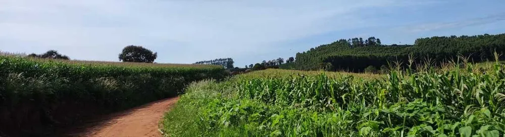 Fazenda, 300 hectares - Foto 5