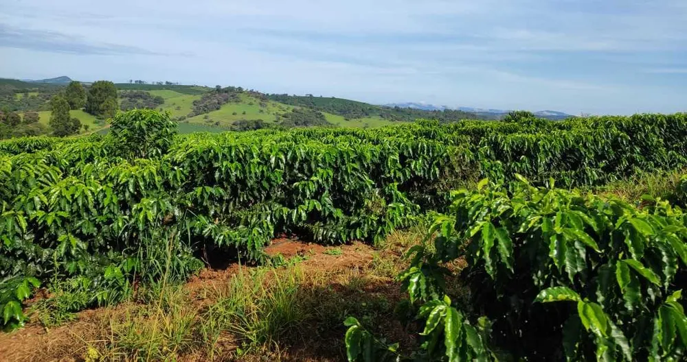 Fazenda, 300 hectares - Foto 8