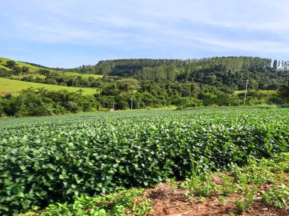 Fazenda, 300 hectares - Foto 7