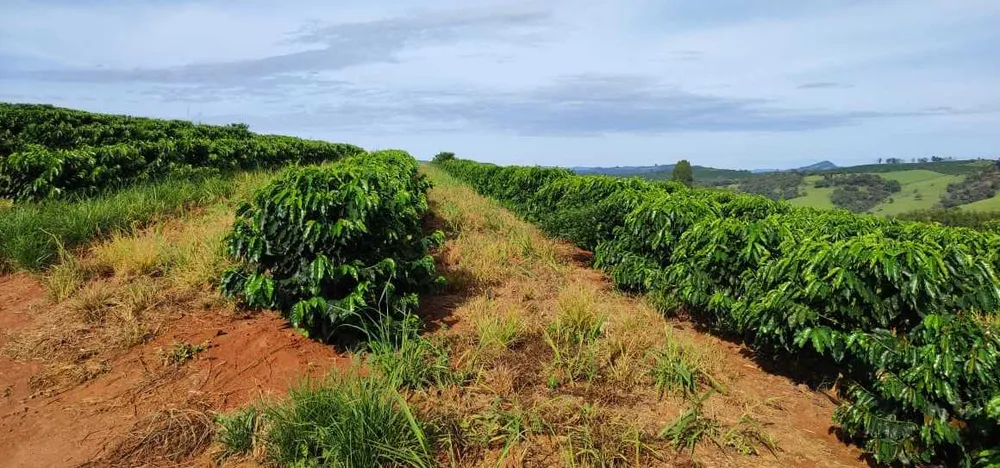 Fazenda, 300 hectares - Foto 9