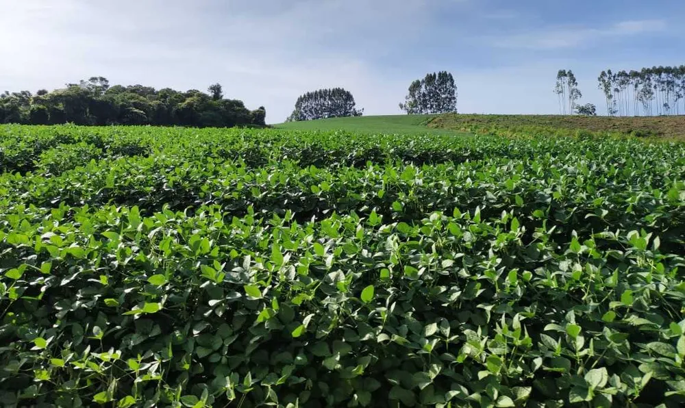 Fazenda, 300 hectares - Foto 6
