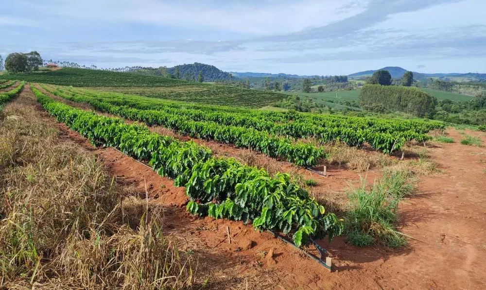 Fazenda, 300 hectares - Foto 12