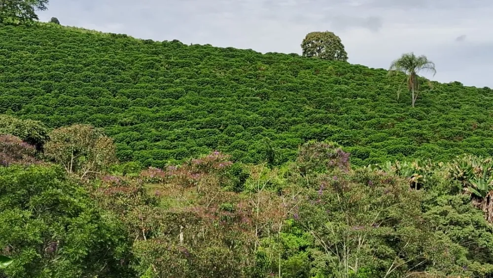 Fazenda, 127 hectares - Foto 9
