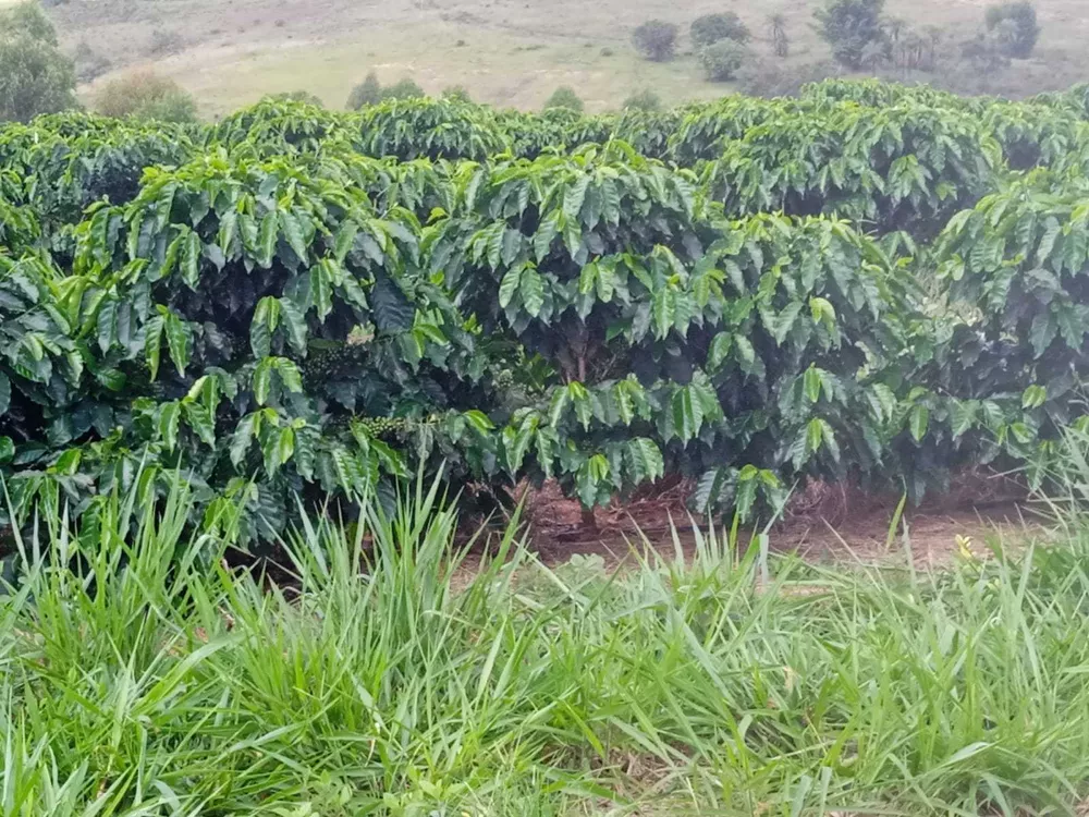 Chácara à venda com 2 quartos - Foto 4