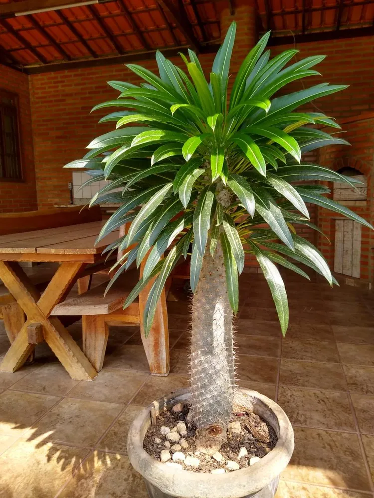 Sítio, 2 quartos - Foto 5