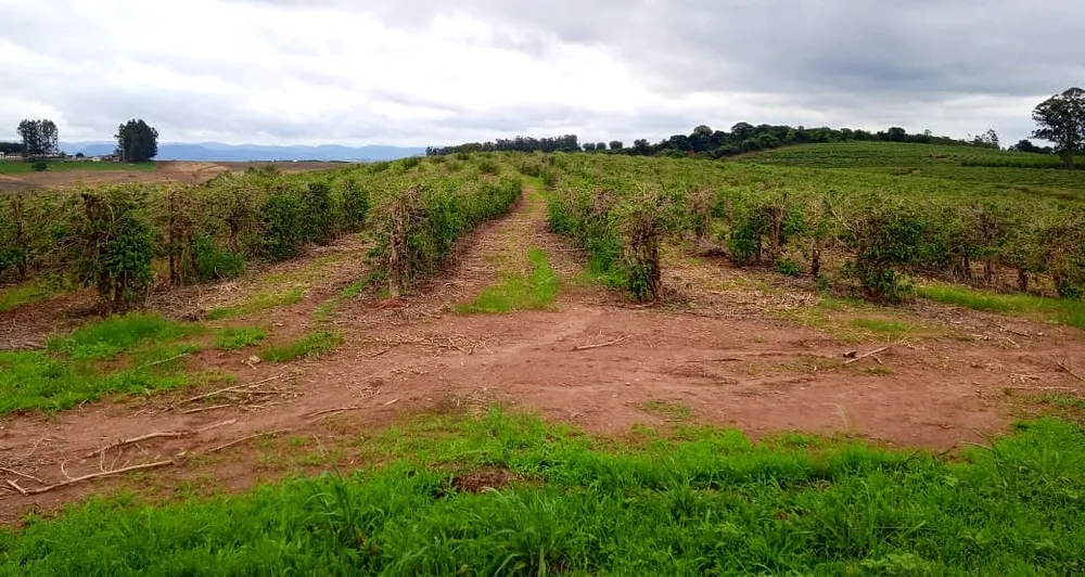 Fazenda, 126 hectares - Foto 3