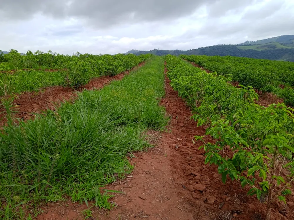 Fazenda, 126 hectares - Foto 14