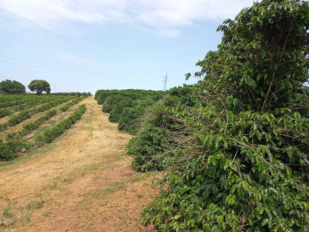 Fazenda, 126 hectares - Foto 5