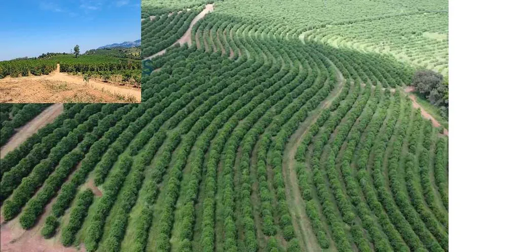 Fazenda, 126 hectares - Foto 15
