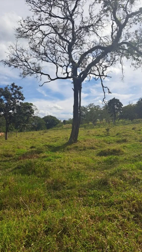 Terreno, 2 hectares - Foto 3