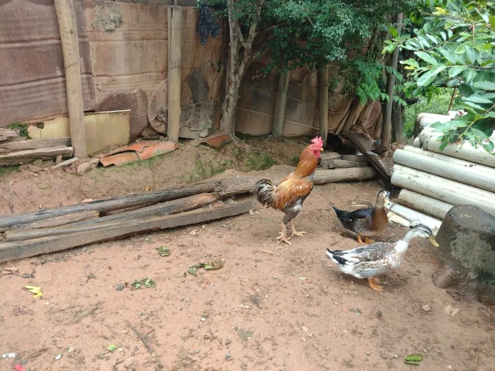 Casa, 3 quartos, 1500 m² - Foto 12