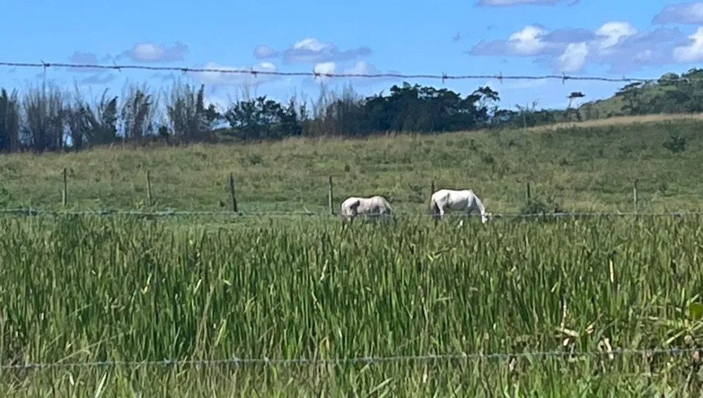 Chácara, 1 quarto, 252 hectares - Foto 2