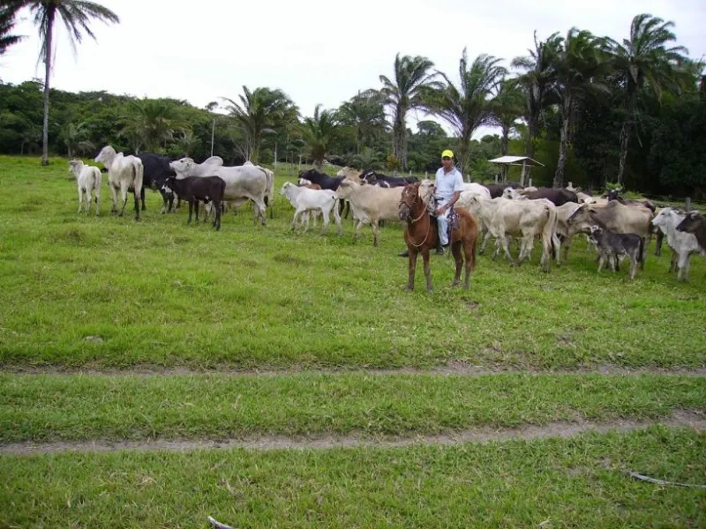 Fazenda, 1 quarto - Foto 17