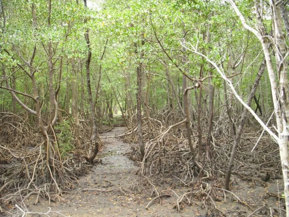 Fazenda, 1 quarto - Foto 6