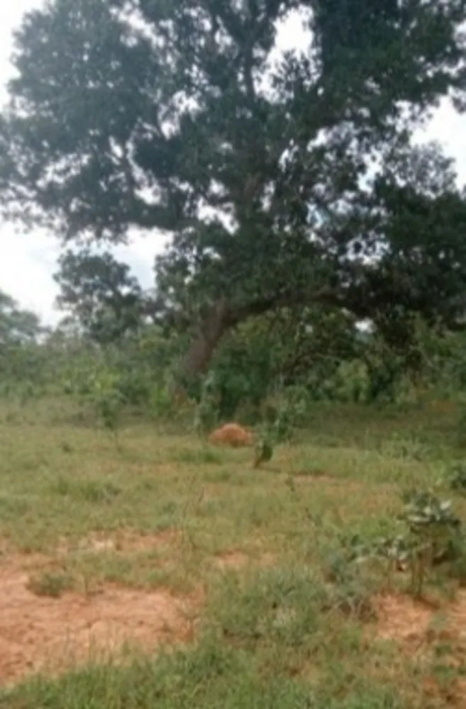 Fazenda, 3 quartos - Foto 2