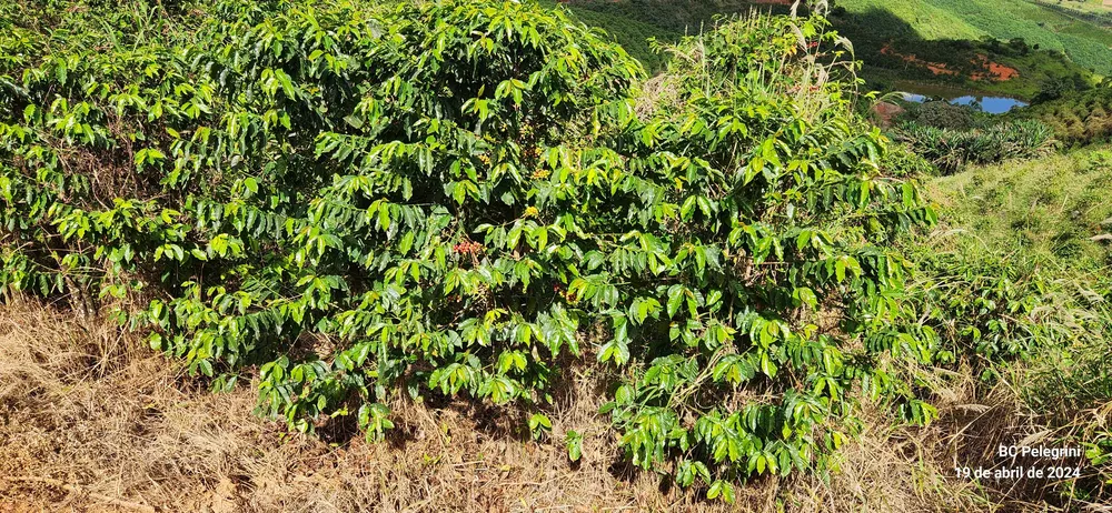 Chácara à venda com 4 quartos, 1500000m² - Foto 18