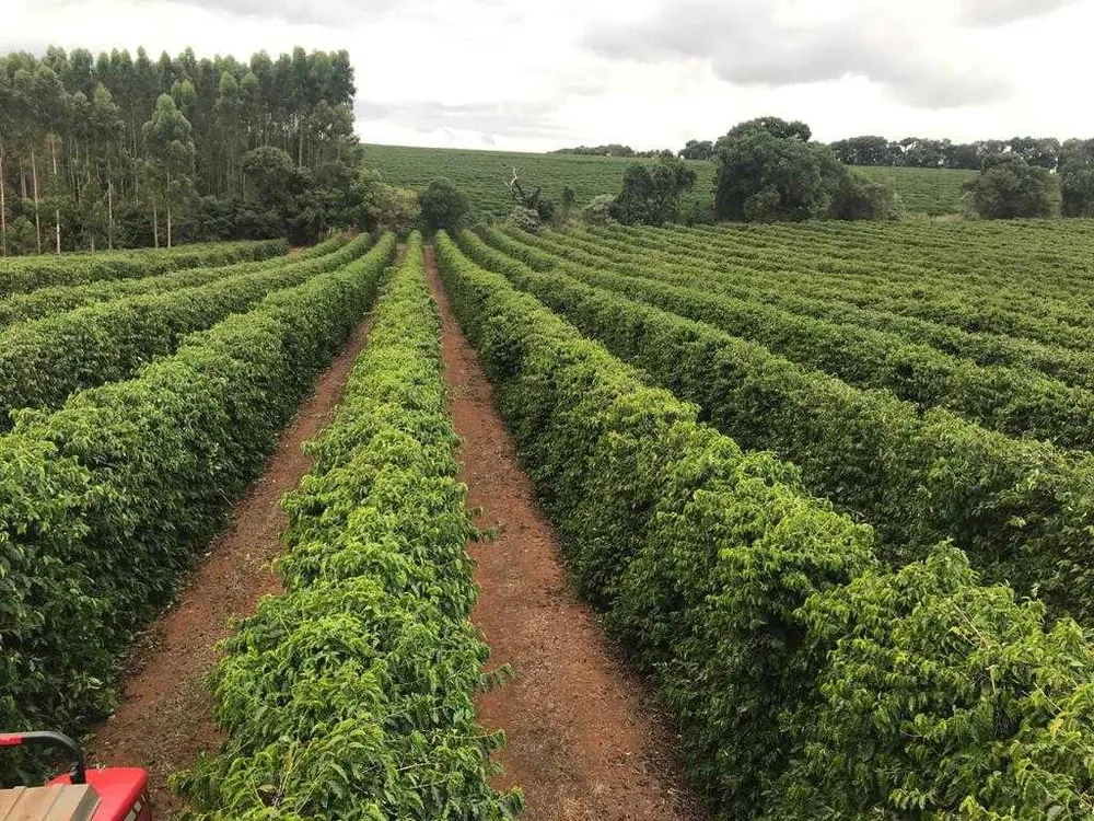 Fazenda, 146 hectares - Foto 1