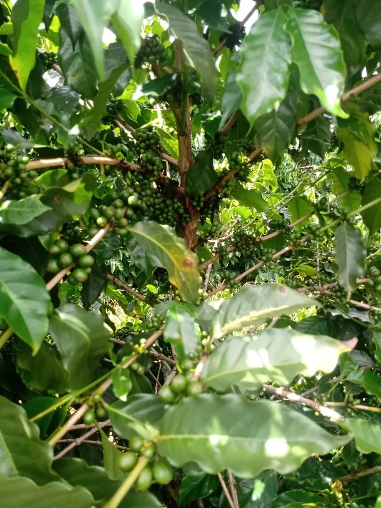 Fazenda, 146 hectares - Foto 12