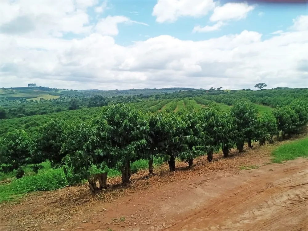 Fazenda, 146 hectares - Foto 3