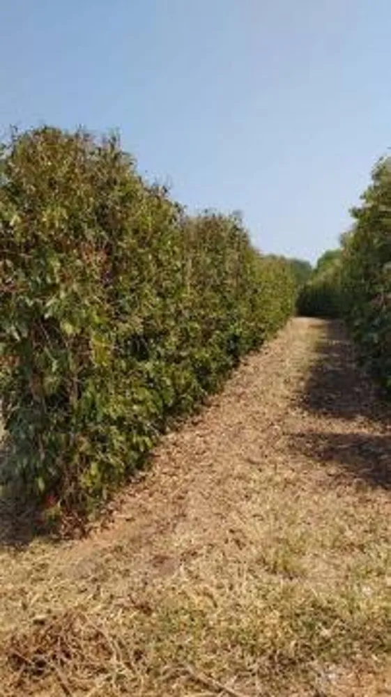 Fazenda, 146 hectares - Foto 9
