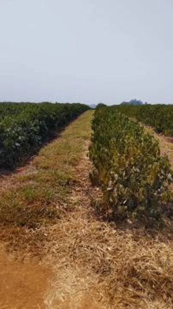 Fazenda, 146 hectares - Foto 11