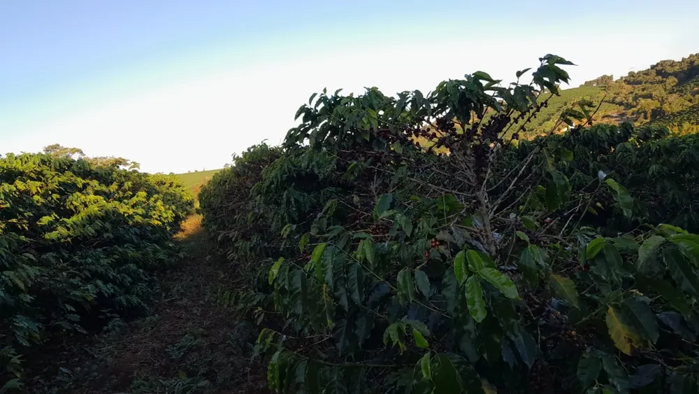 Chácara, 1 quarto - Foto 4