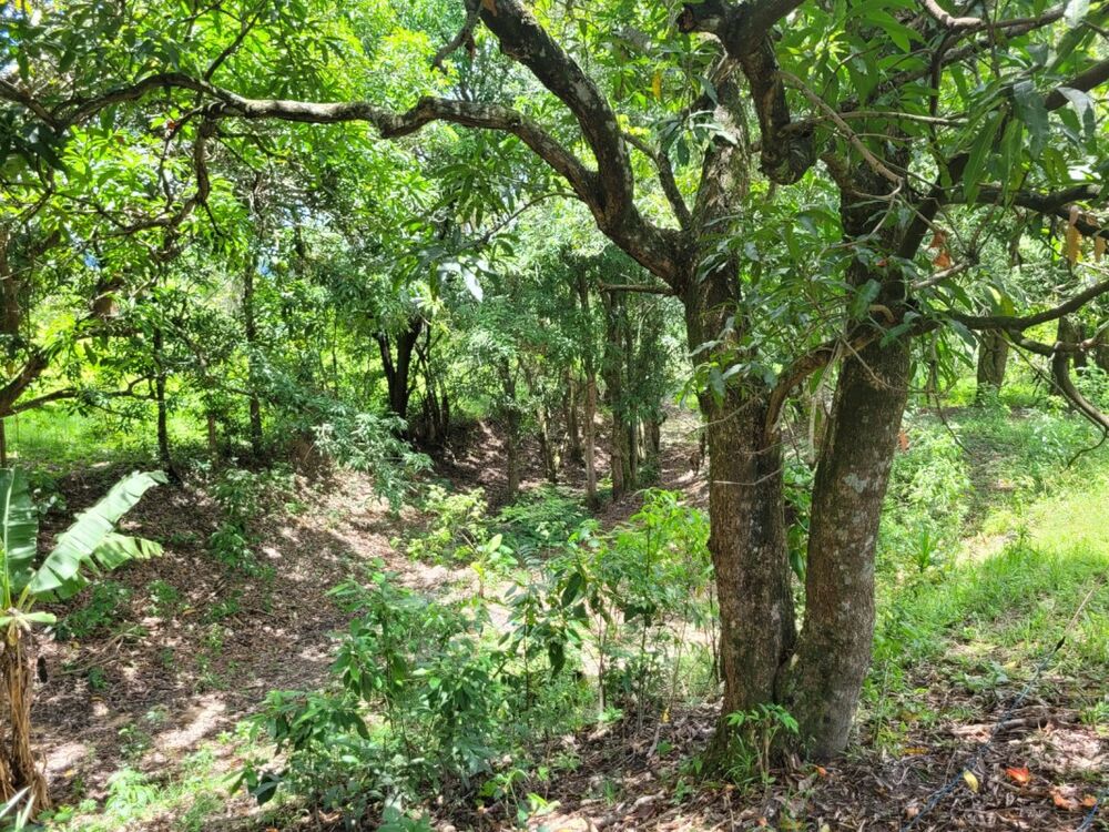 Fazenda à venda com 1 quarto, 280000m² - Foto 7