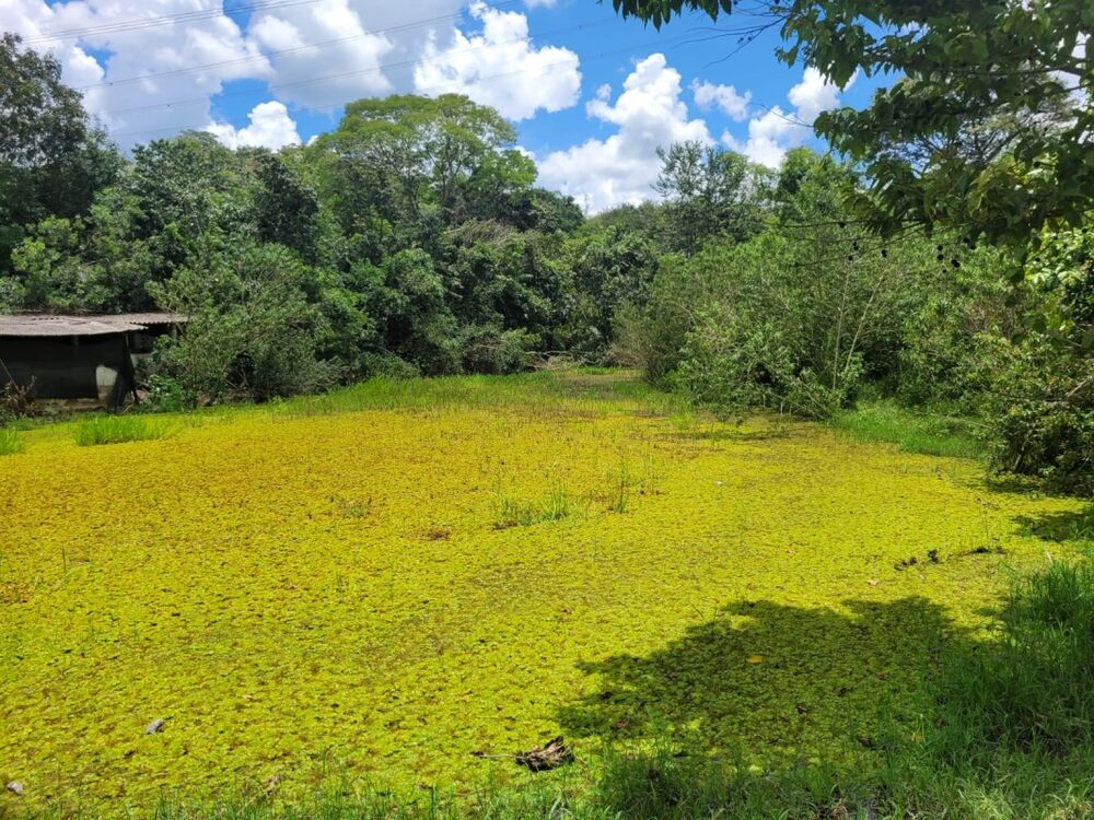 Fazenda à venda com 1 quarto, 280000m² - Foto 10