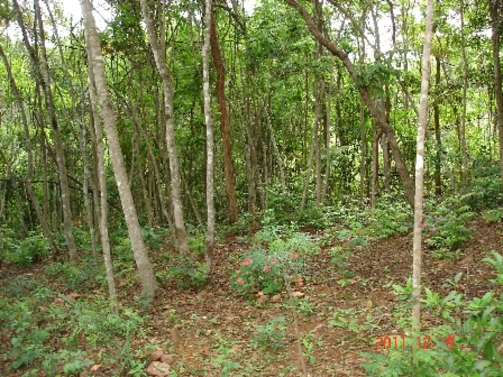 Sítio, 3 quartos, 1 hectares - Foto 6