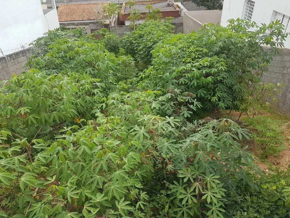 Terreno, 250 m² - Foto 5