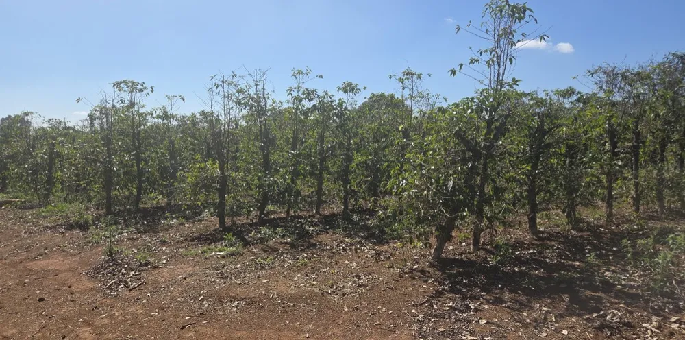 Sítio, 1 quarto, 24 hectares - Foto 1