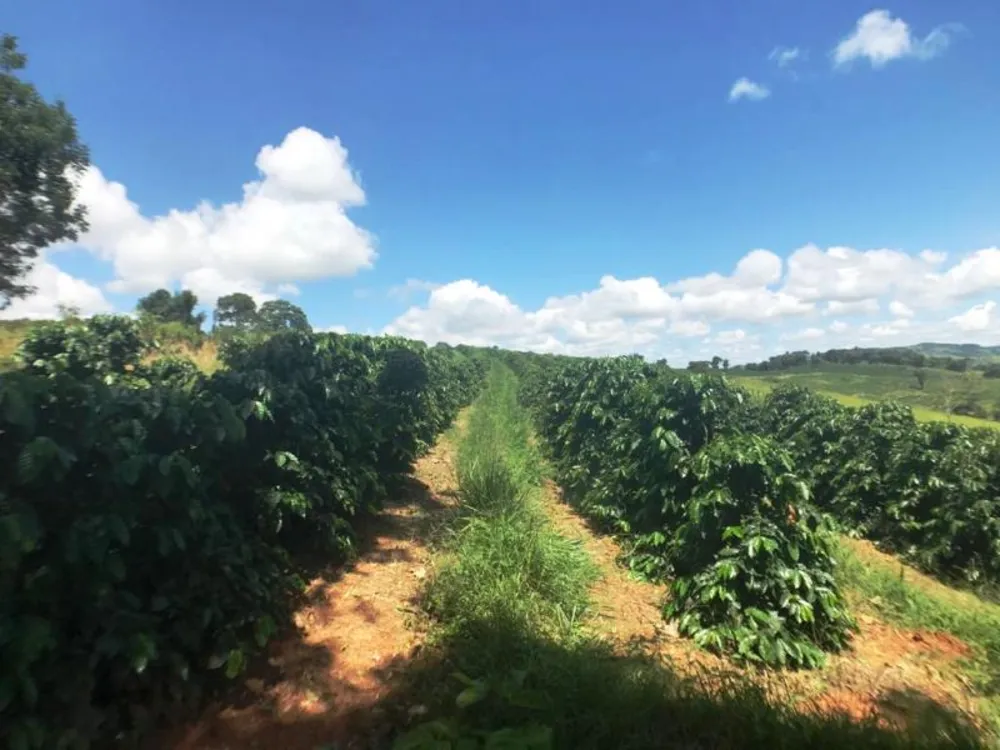 Fazenda, 5 hectares - Foto 6