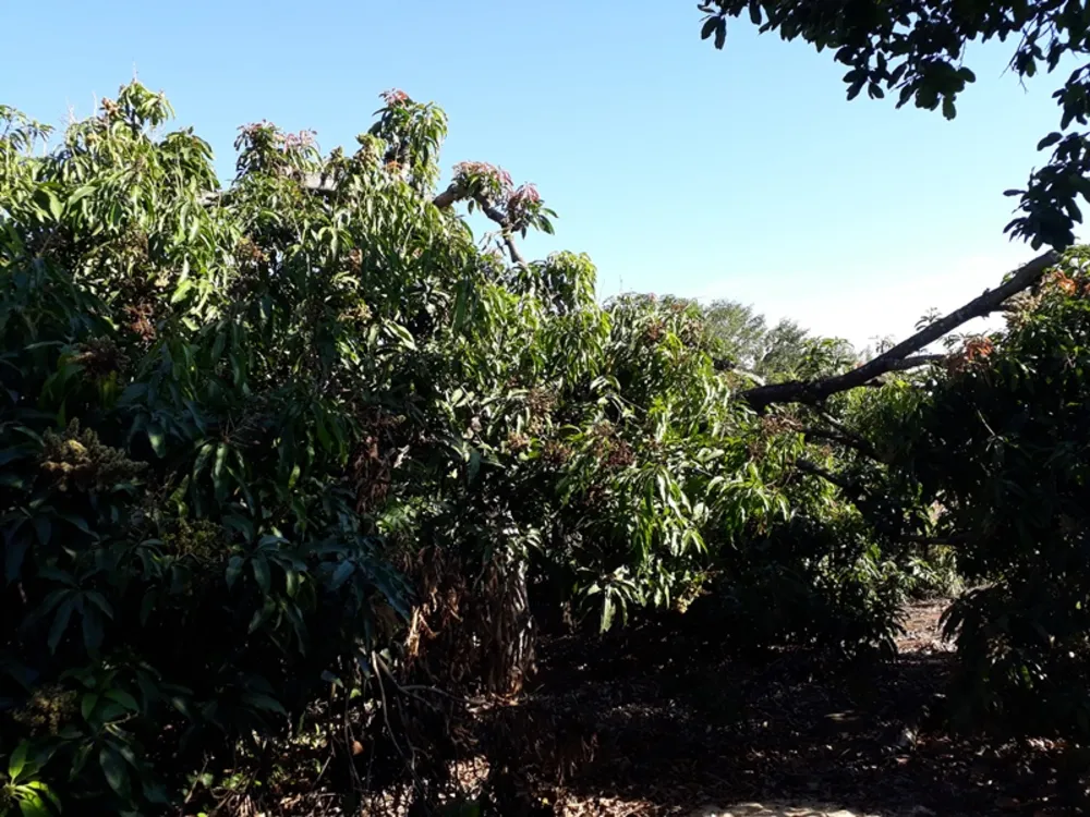 Terreno, 4500 m² - Foto 9
