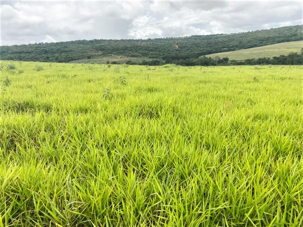 Fazenda, 893 hectares - Foto 1