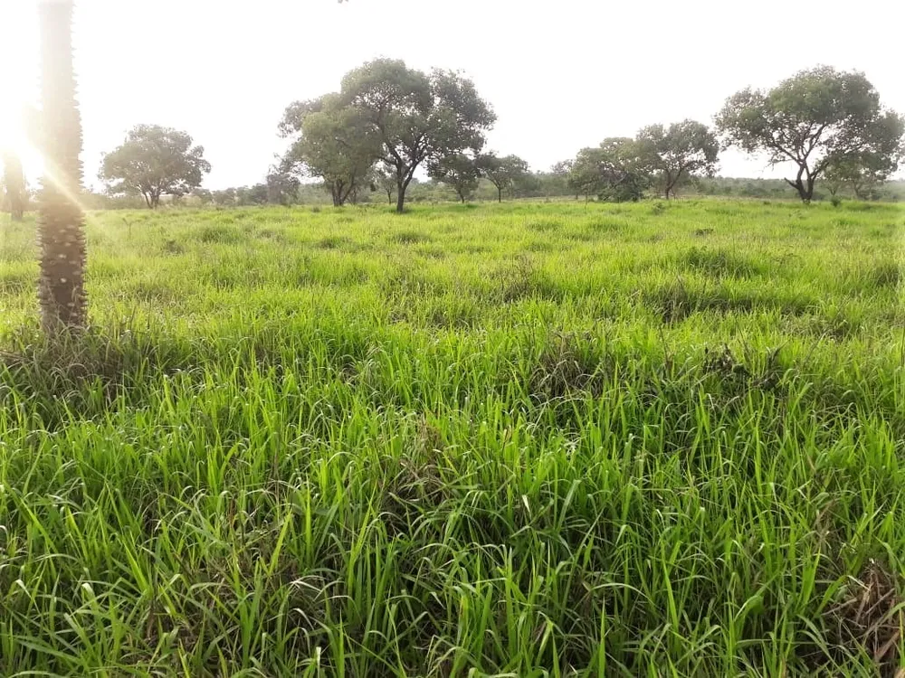 Fazenda, 893 hectares - Foto 2