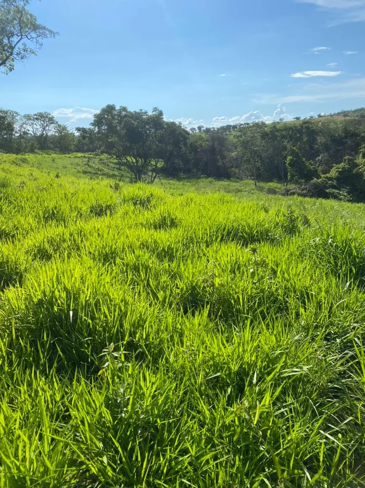 Fazenda, 893 hectares - Foto 4