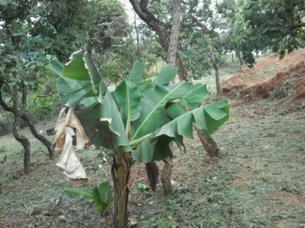 Terreno, 1150 m² - Foto 6
