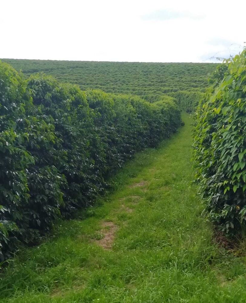 Fazenda à venda com 4 quartos, 1360000m² - Foto 6