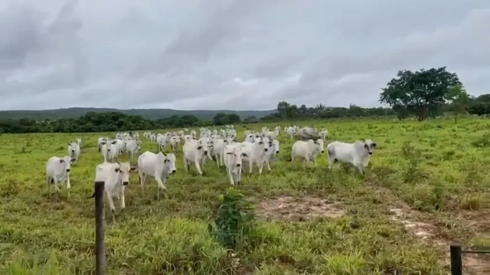 Fazenda, 3 quartos - Foto 6