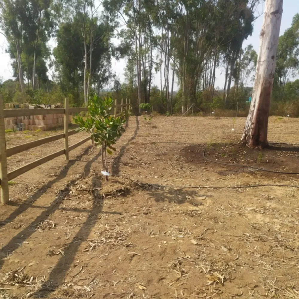 Chácara, 4 quartos, 2 hectares - Foto 7
