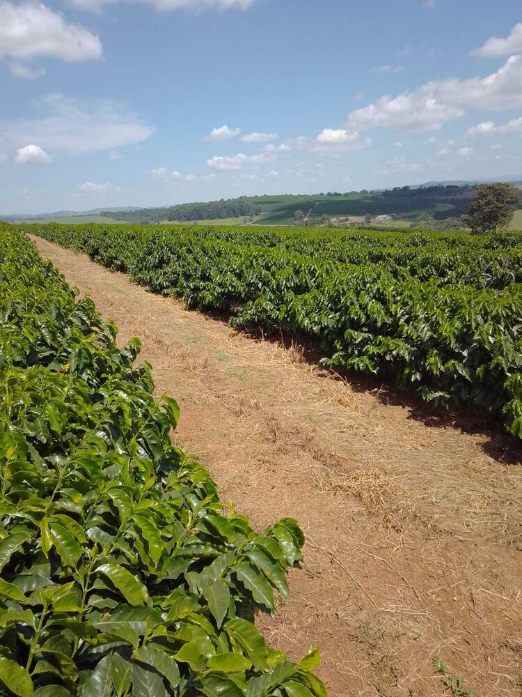 Fazenda à venda com 3 quartos, 3650000m² - Foto 9