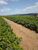 Fazenda, 3 quartos - Foto 9