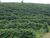 Fazenda, 3 quartos - Foto 4