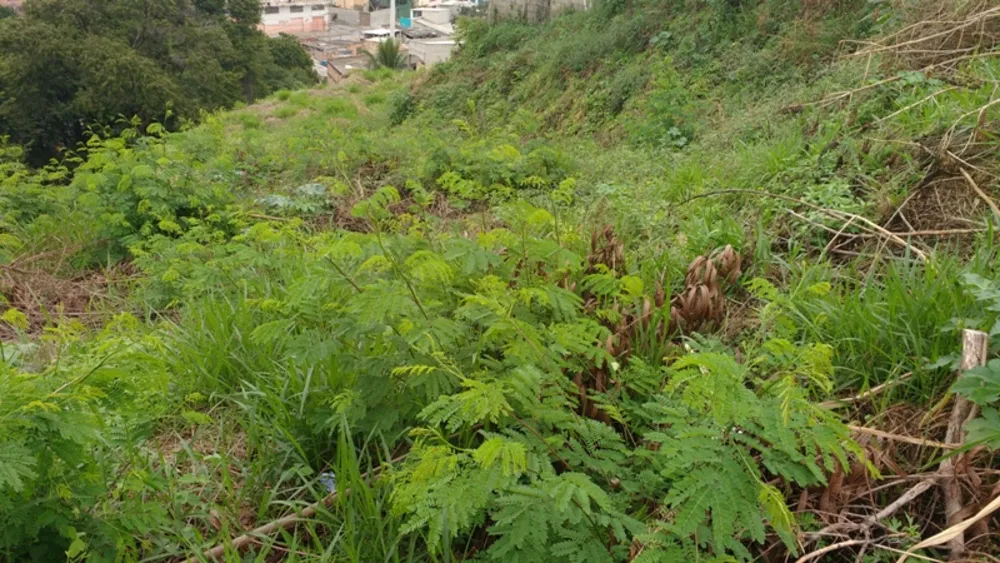 Terreno, 3886 m² - Foto 5