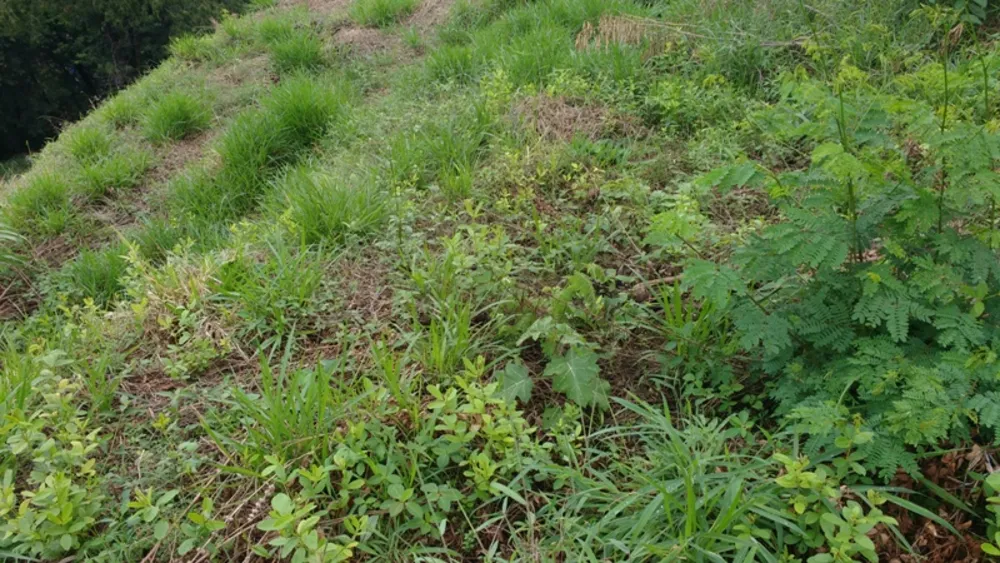 Terreno, 3886 m² - Foto 6