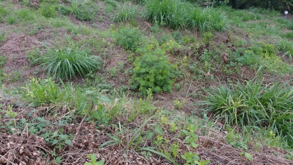 Terreno, 3886 m² - Foto 7