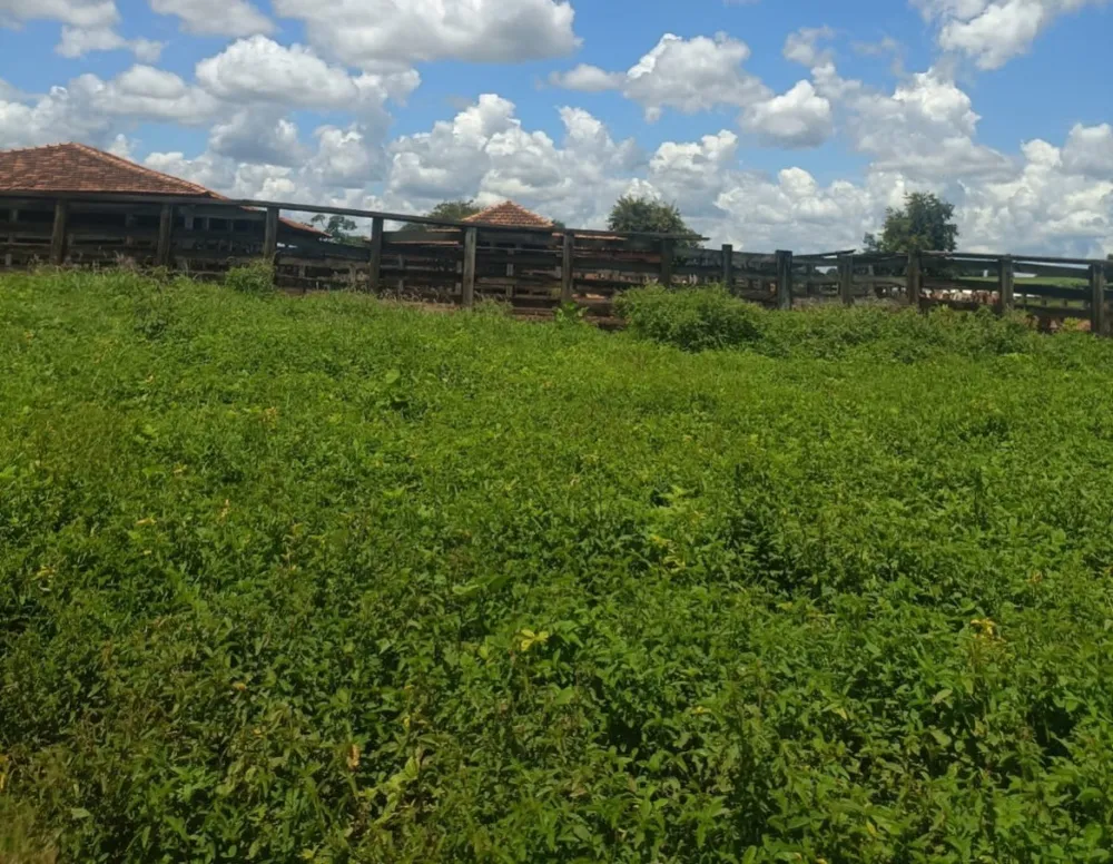 Fazenda, 4222 hectares - Foto 6