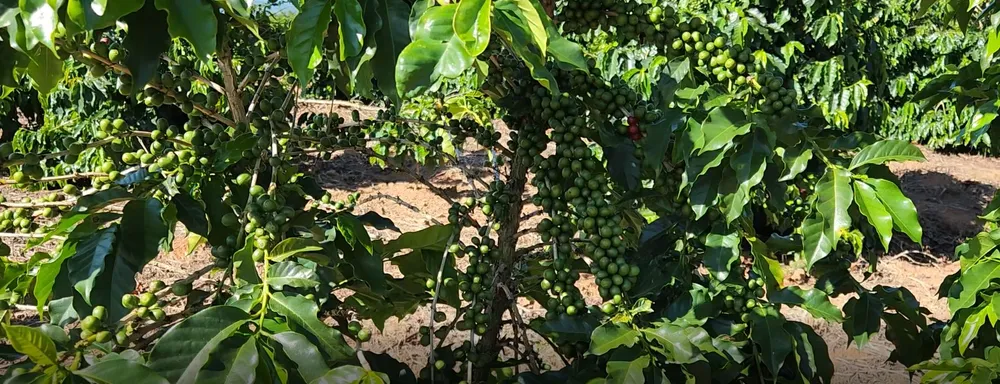 Fazenda, 162 hectares - Foto 16