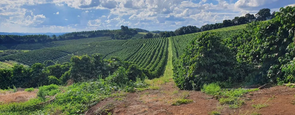 Fazenda, 730 hectares - Foto 5