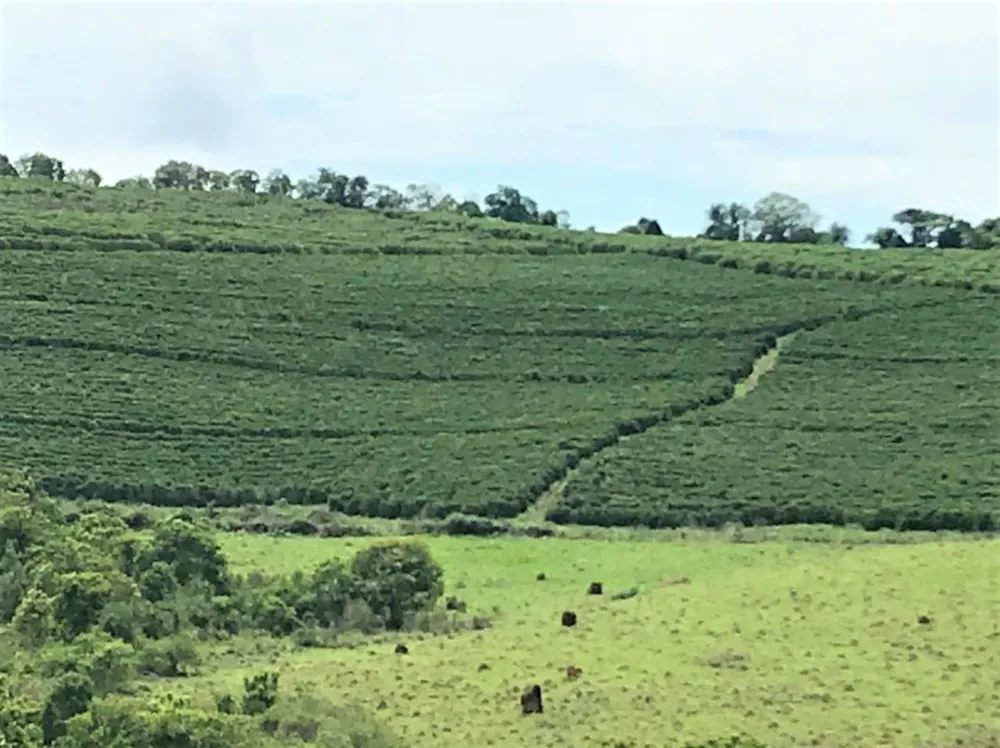 Fazenda, 730 hectares - Foto 12
